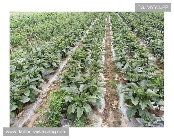 K8视讯电玩的优惠活动与福利政策详解,让你在娱乐中轻松获得更多实惠与奖励